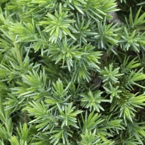 Juniper - Blue Pacific #3 - Image 1