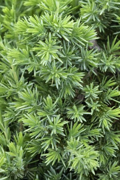 juniper blue pacific