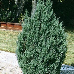 Juniper - Blue Point #7 - Image 1