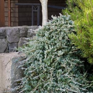 Juniper - Blue Rug (Various Sizes) - Image 1