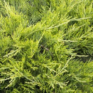 Juniper - Buffalo #5 - Image 1