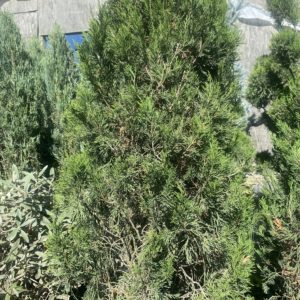 Juniper - Canaerti B&B 7-8' - Image 1