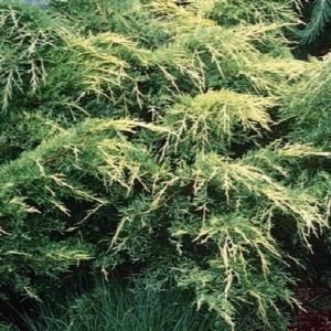 Juniper - Gold Lace #5 - Image 1