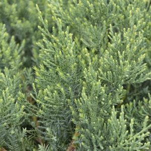 Juniper - Gray Owl #5 - Image 1