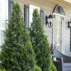 Juniper - Hetz Columnaris (Various Sizes) - Image 1