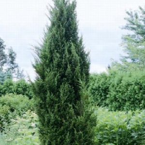 Juniper - Idyllwild #15 - Image 1