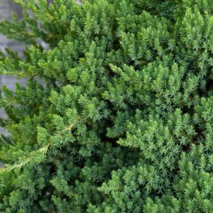 Juniper - Procumbens Nana #5 - Image 1