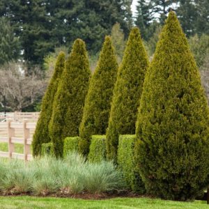 Juniper - Spartan (Various Sizes) - Image 1