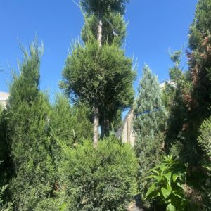 Juniper Topiaries - Poodles #7 3-ball - Image 1