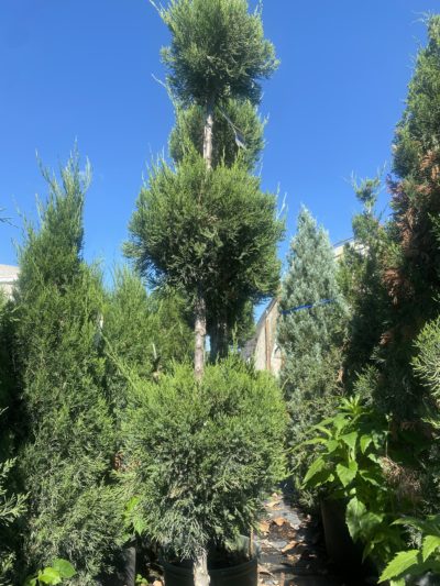 juniper topiaries poodle