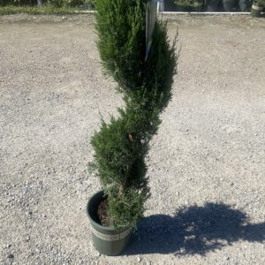 Juniper Topiaries - Spirals (Various Sizes) - Image 1