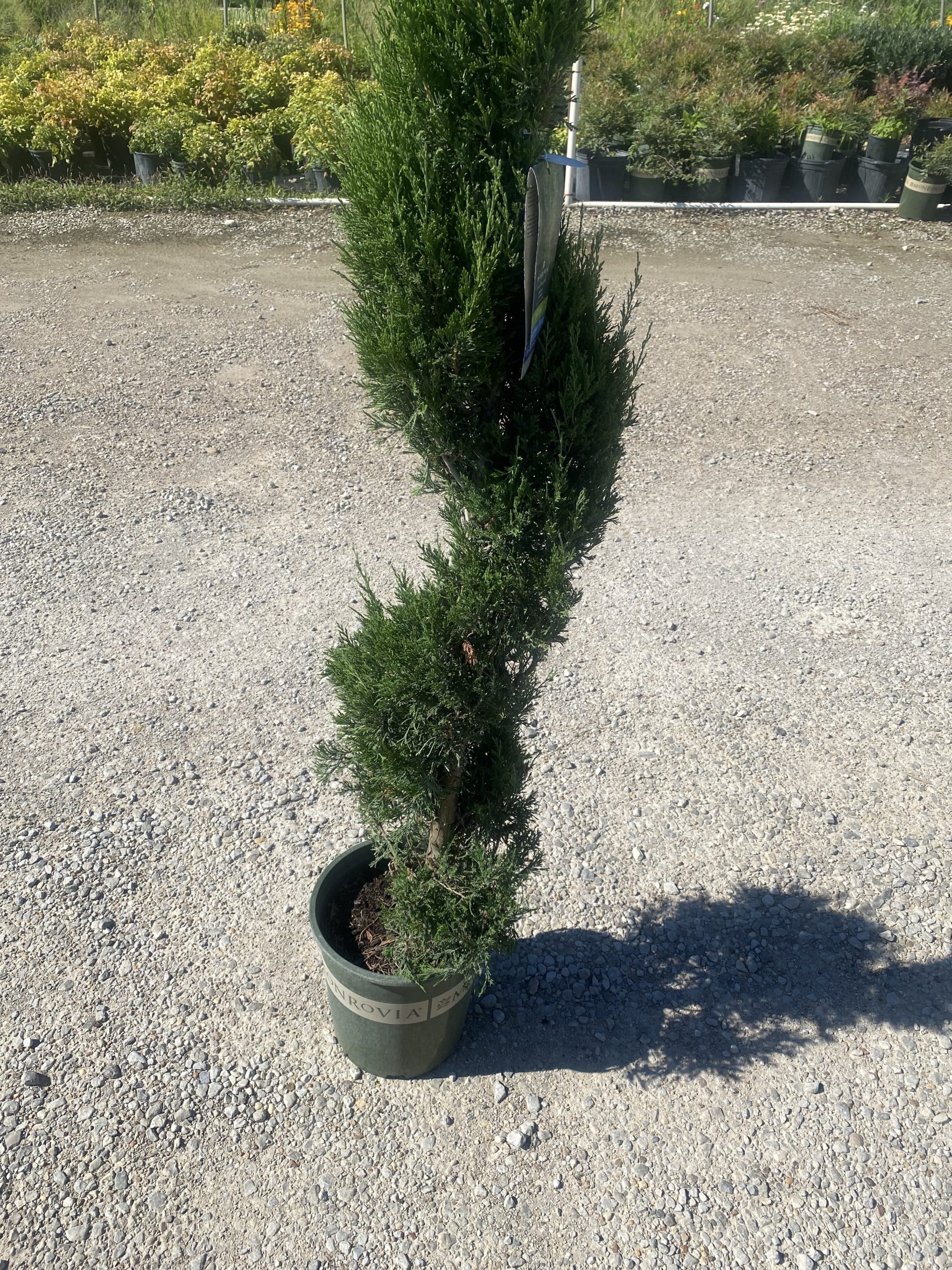 Spiral Topiary Near Me at Titus Rosales blog