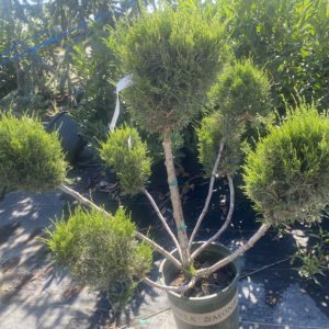 Juniper Topiaries - Poem-pons (Various Sizes) - Image 1