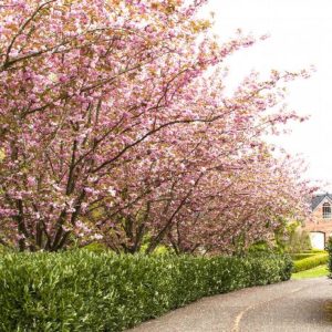 Kwanzan Cherry B&B - Image 1