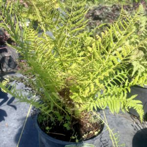Lady Fern #1 - Image 1