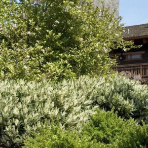 Otto Lukens Laurel (Various Sizes) - Image 1