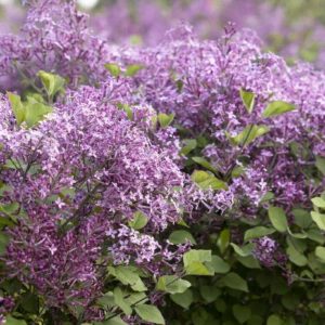 Lilac - Bloomerang #2/#3 - Image 1