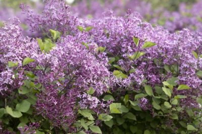 lilac bloomerang