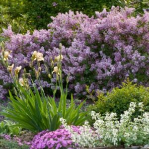 Lilac - Meyer Dwarf Korean #3/#5 - Image 1