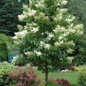 Lilac - Ivory Silk Tree B&B 2' - Image 1
