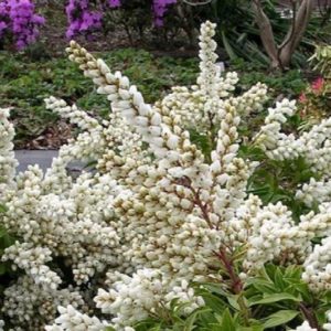 Lily of the Valley Quart - Image 1