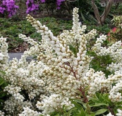 lily of the valley quart