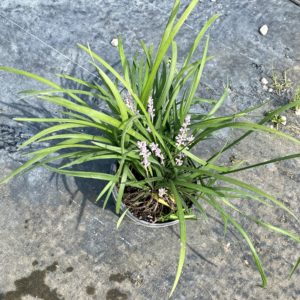 Liriope - Variegated #1 - Image 1