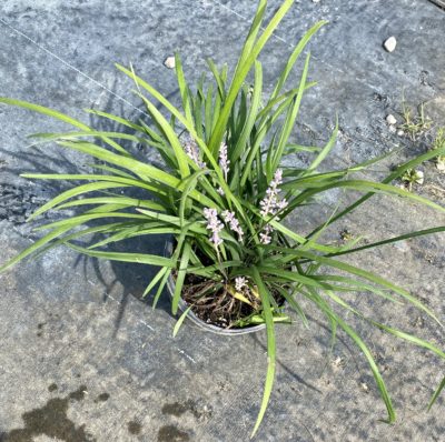 liriope green