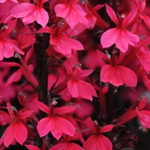 Lobelia - Quart - Image 1