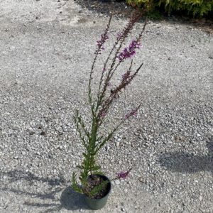 Lythrum - Purple Dwarf #1 - Image 1