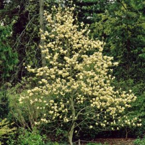 Magnolia - Elizabeth (Various Sizes) - Image 1