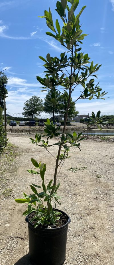 magnolia ever sweet bay