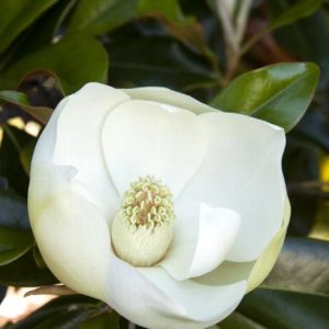 Magnolia - Little Gem (Various Sizes) - Image 1