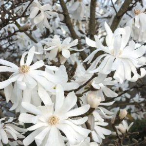 Magnolia - Royal Star (Various Sizes) - Image 1