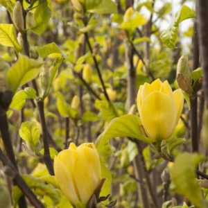 Magnolia - Yellow Bird #5 - Image 1