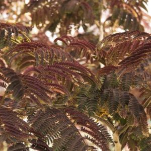 Mimosa Tree - Summer Chocolate #5 - Image 1