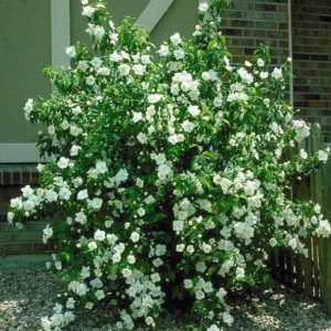 Mock Orange #2 - Image 1
