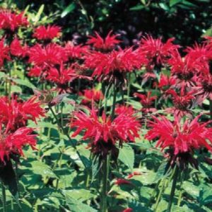 Monarda - Jacob Cline #1 - Image 1