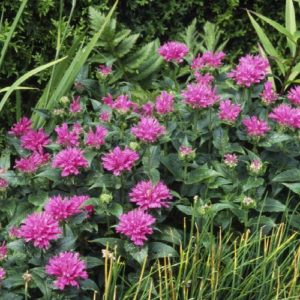 Monarda - Petite #1 - Image 1