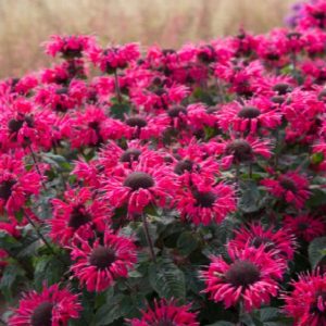 Monarda - Pink #1 - Image 1
