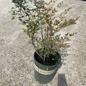 Nandina - Domestic #5 - Image 1