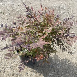 Nandina - Alpha Compacta (Various Sizes) - Image 1