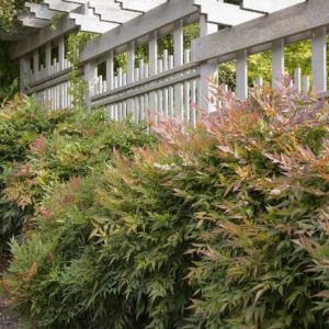 Nandina - Gulf Stream #3 - Image 1