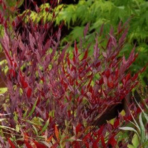 Nandina - Plum Passion #5 - Image 1