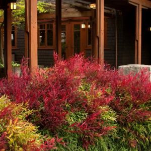 Nandina - Sienna Sunrise (Various Sizes) - Image 1
