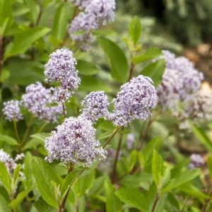 New Jersey Tea #3 - Image 1