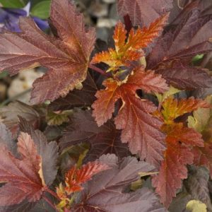 Ninebark - Center Glow Patio Tree #7 - Image 1