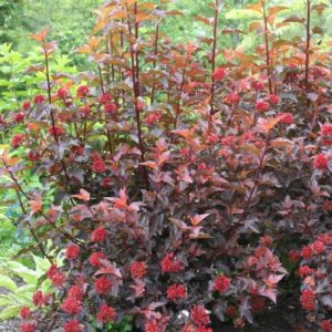 Ninebark - Center Glow #5 - Image 1