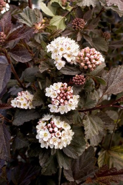 Diablo Ninebark, Physocarpus opulifolius `Diablo', at Monrovia Nursery Co.