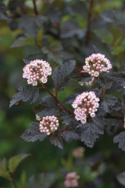 ninebark summer wine